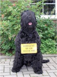 Der Wachhund