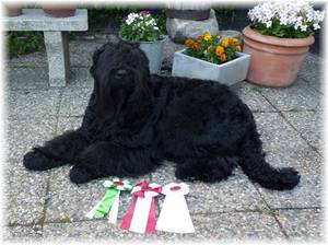 in Vejen, D�nemark (V1, Beste H�ndin) am 16. Juni 2013