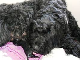 H�ndin Rot � die Erstgeborene der �Highlights auf dem Zarenhof�