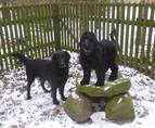 Zoya (16 Wochen) und ihr Flat Coated Freund, Drogensp�rhund in Schweden