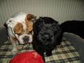 Elayna vom Don (genannt � Jule �, 8 Wochen) und Bambam, ein English Bulldog-R�de