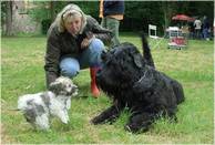 zuerst Harlekin-Gro�pudel Spike (4 Monate), Havaneser Jacki (13 Wochen)