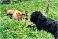 Bobik und das liebe Vieh