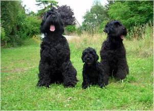 Bobik, Semjon und Emma: "We are happy family"