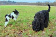 Wie sich die Bilder gleichen: Nein, das ist NICHT der gleiche Hund!