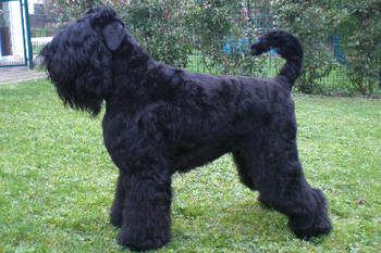 Ambra vom H�chster Tal, Wurftag 18.06.2008, HDF-A1, PL-0