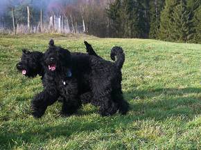 links: Grom, rechts Semjon
